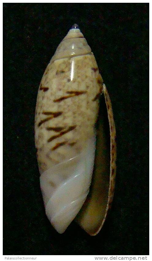 N°3059 // OLIVA  LONGISPIRA  " VANUATU "  //  F+++ :  24mm //  ASSEZ RARE . - Schelpen