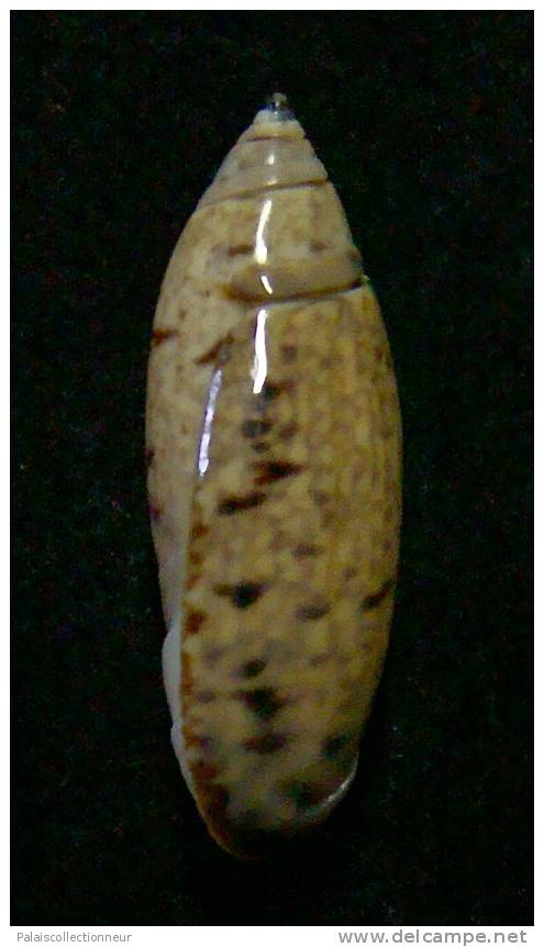N°3059 // OLIVA  LONGISPIRA  " VANUATU "  //  F+++ :  24mm //  ASSEZ RARE . - Seashells & Snail-shells