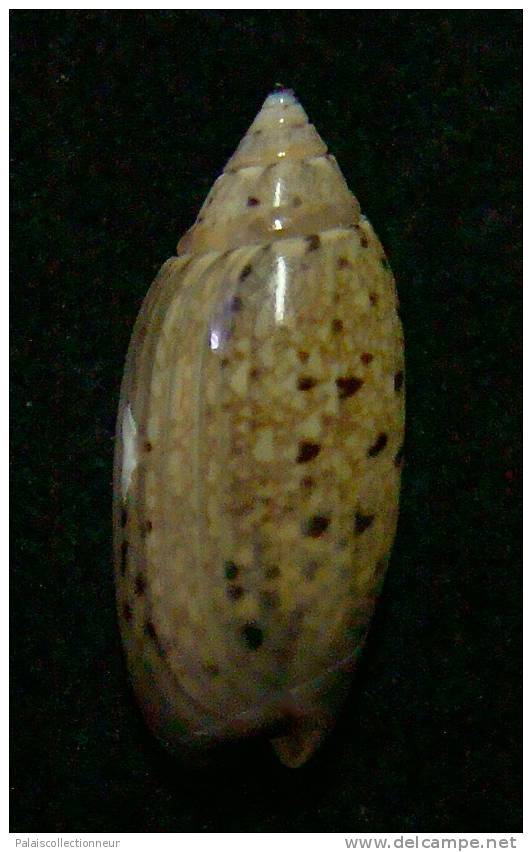 N°3060 // OLIVA  LONGISPIRA  " VANUATU "  //  F+++ :  24,2mm //  ASSEZ RARE . - Seashells & Snail-shells