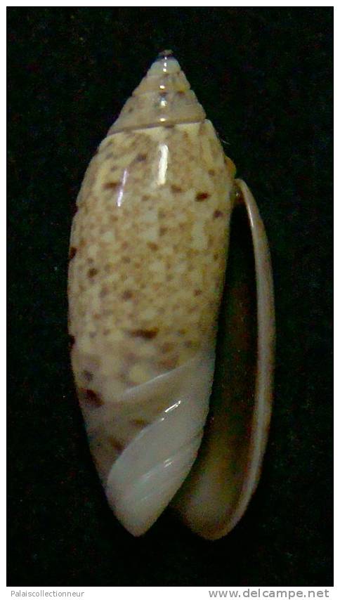 N°3060 // OLIVA  LONGISPIRA  " VANUATU "  //  F+++ :  24,2mm //  ASSEZ RARE . - Conchas Y Caracoles