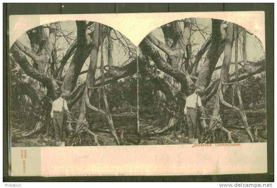 CPA Allemande Stéréo America Gummitbaum - Stereoscope Cards