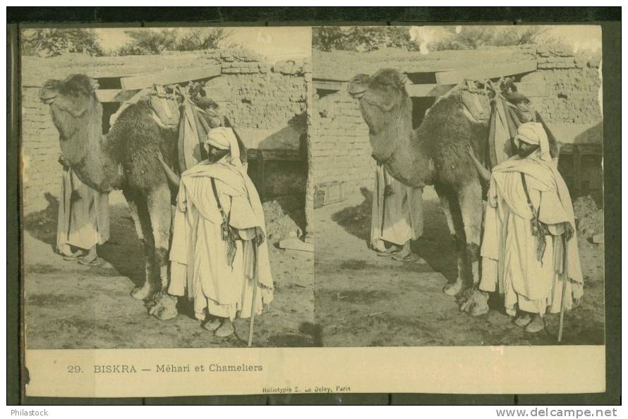 CPA Française Stéréo  BISKRA Méhari & Chameliers - Cartes Stéréoscopiques