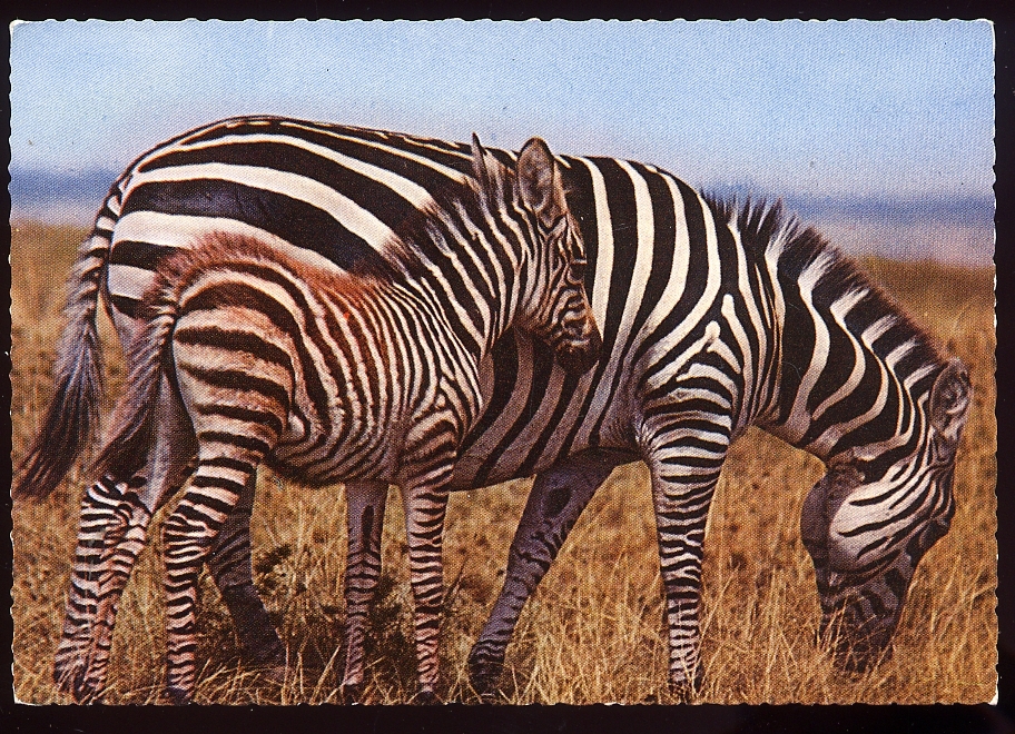 CPSM  ZEBRES  Une Mère Avec Son Petit - Zebra's