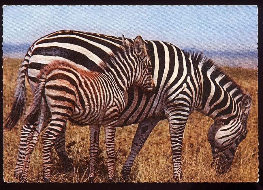 CPSM  ZEBRES  Une Mère Avec Son Petit - Zebras