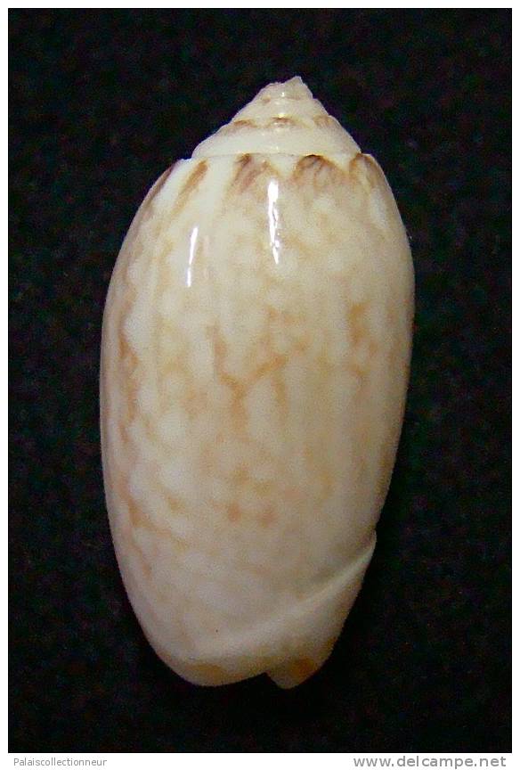 N°3076 // OLIVA  RETICULARIS  ERNESTI  SP.  " PANAMA "  //  F+++ : 25,8mm //  RARE . - Seashells & Snail-shells