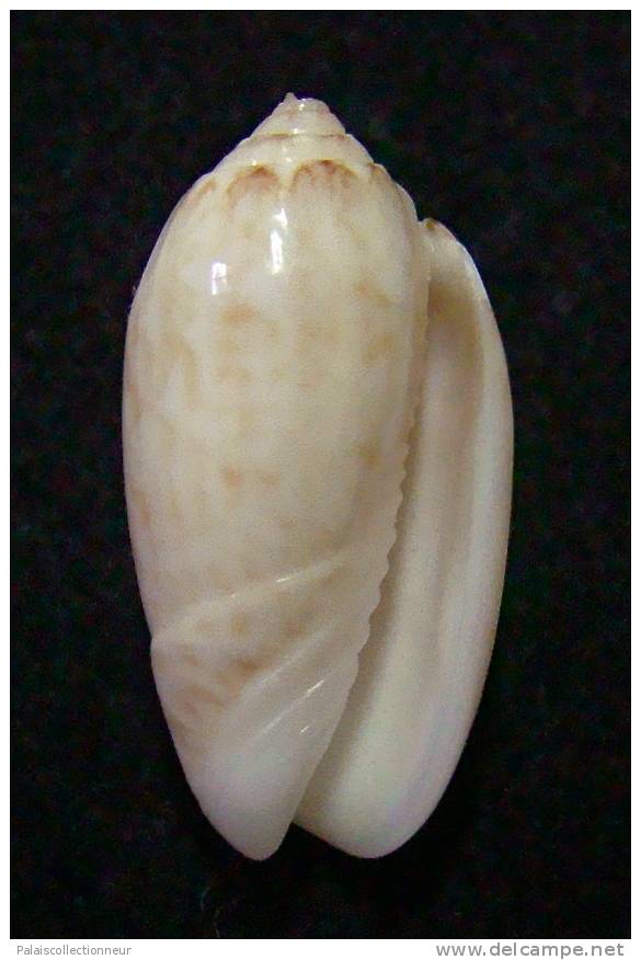 N°3076 // OLIVA  RETICULARIS  ERNESTI  SP.  " PANAMA "  //  F+++ : 25,8mm //  RARE . - Schelpen