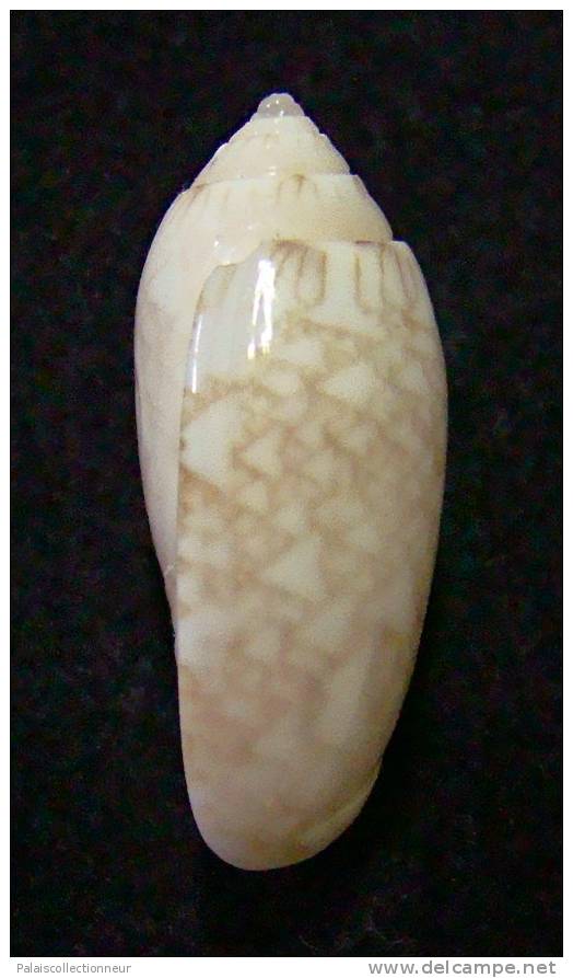 N°3078 // OLIVA  RETICULARIS  ERNESTI    " PANAMA "  //  F+++ : 26,2mm // ASSEZ RARE . - Conchiglie