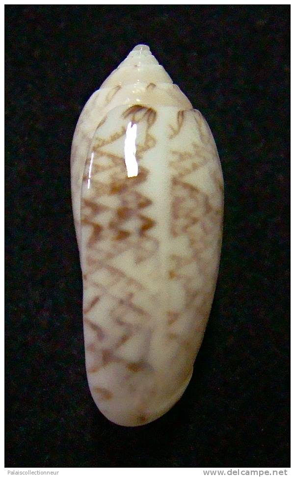 N°3080 // OLIVA  RETICULARIS  ERNESTI    " PANAMA "  //  GEM : 28,8mm // ASSEZ RARE . - Seashells & Snail-shells