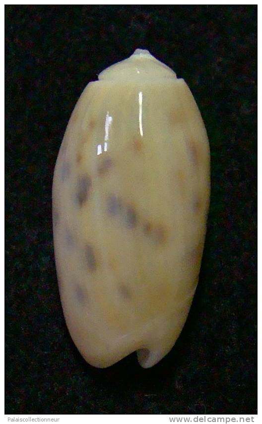 N°3085 // OLIVA  TESSELLATA  " Nelle-CALEDONIE "  //  GEM :  19,9mm // ASSEZ RARE . - Conchas Y Caracoles