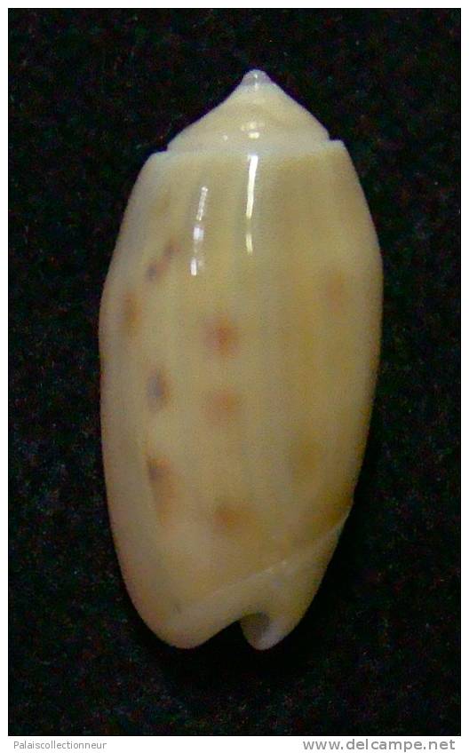 N°3086 // OLIVA  TESSELLATA " GOLDEN "  " Nelle-CALEDONIE "  //  GEM :  20,2mm //  RARE . - Seashells & Snail-shells