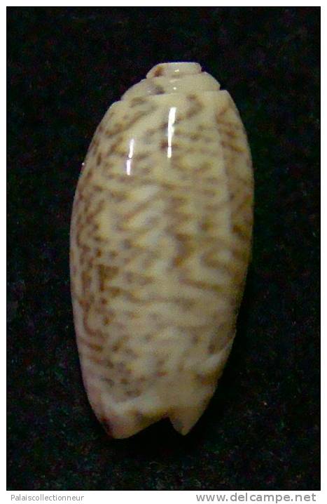 N°3094 // OLIVA  SP. ?  " Nelle-CALEDONIE "  //  F++ : 16,2mm //  ASSEZ RARE . - Coquillages