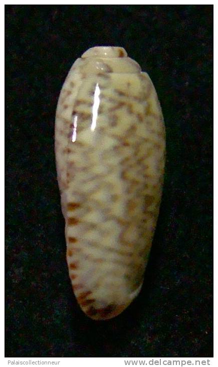 N°3094 // OLIVA  SP. ?  " Nelle-CALEDONIE "  //  F++ : 16,2mm //  ASSEZ RARE . - Coquillages