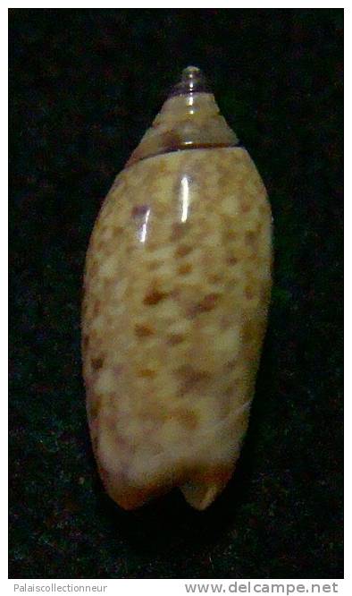 N°3103 // OLIVA  LONGISPIRA SP.  " SALOMONS "  //  F+++ : NAINE : 12,2mm //  ASSEZ RARE . - Seashells & Snail-shells