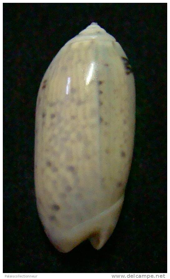 N°3107 // OLIVA  OLIVA  STELLATA  " MADAGASCAR "  //  GEM :  GROSSE : 27,9mm //  PEU COURANTE . - Schelpen