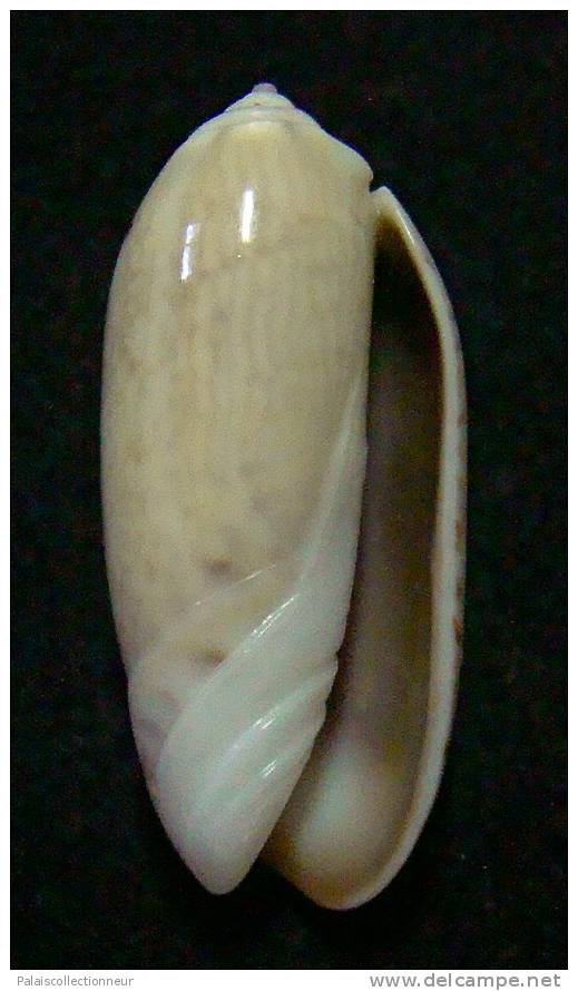 N°3107 // OLIVA  OLIVA  STELLATA  " MADAGASCAR "  //  GEM :  GROSSE : 27,9mm //  PEU COURANTE . - Schelpen