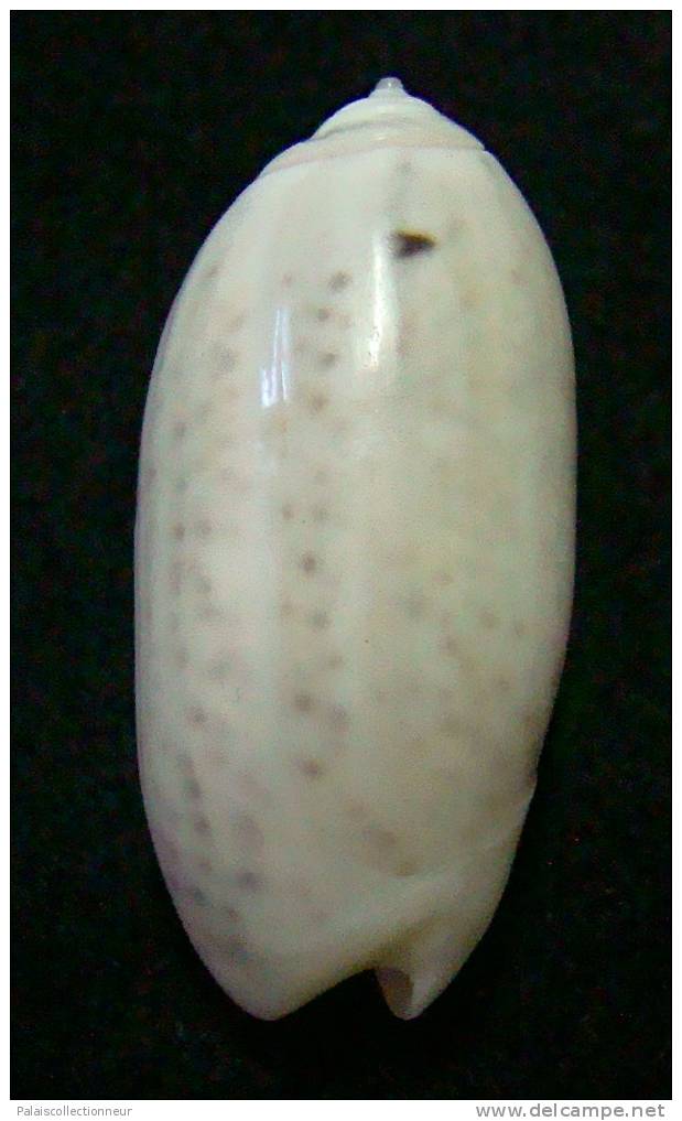 N°3109 // OLIVA  OLIVA  STELLATA  " MADAGASCAR "  //  GEM :  GEANTE : 32,6mm //  ASSEZ RARE . - Seashells & Snail-shells