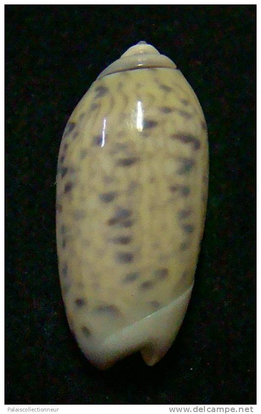 N°3110 // OLIVA  TIGRIDELLA  STELLATA " INDONESIE "  //  GEM :  25,7mm //  PEU COURANTE . - Conchas Y Caracoles