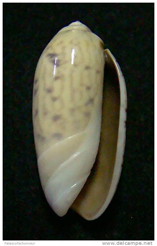 N°3110 // OLIVA  TIGRIDELLA  STELLATA " INDONESIE "  //  GEM :  25,7mm //  PEU COURANTE . - Seashells & Snail-shells