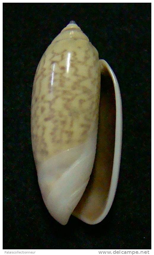N°3111 // OLIVA  TIGRIDELLA  STELLATA " INDONESIE "  //  GEM :  26,1mm //  PEU COURANTE . - Seashells & Snail-shells