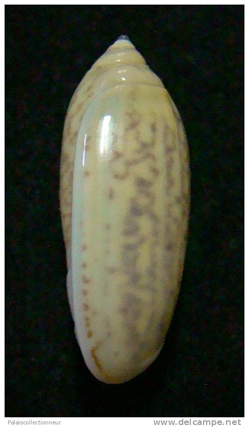 N°3111 // OLIVA  TIGRIDELLA  STELLATA " INDONESIE "  //  GEM :  26,1mm //  PEU COURANTE . - Seashells & Snail-shells