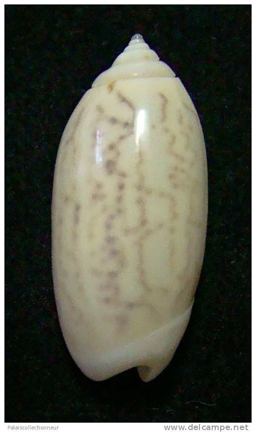 N°3112 // OLIVA  TIGRIDELLA  STELLATA " INDONESIE "  //  GEM :  26,8mm //  PEU COURANTE . - Seashells & Snail-shells
