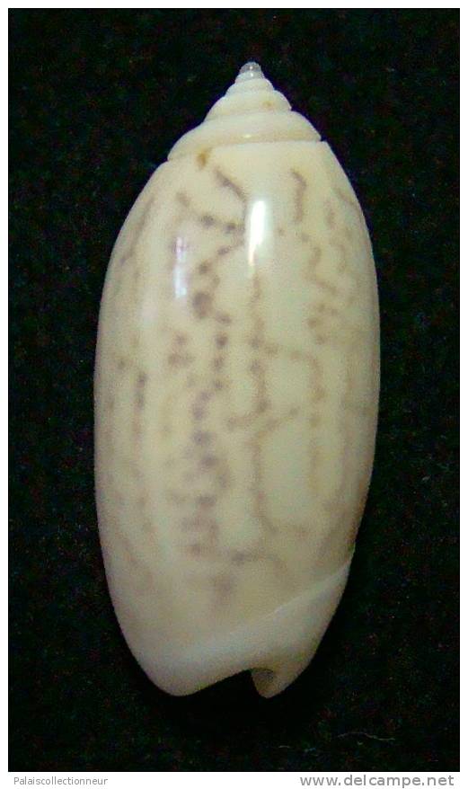 N°3112 // OLIVA  TIGRIDELLA  STELLATA " INDONESIE "  //  GEM :  26,8mm //  PEU COURANTE . - Coquillages