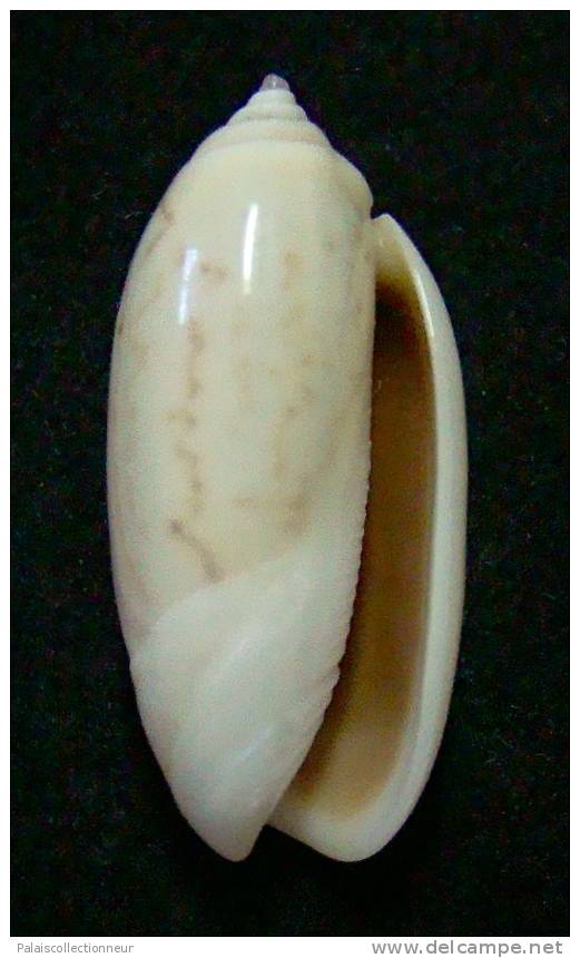 N°3112 // OLIVA  TIGRIDELLA  STELLATA " INDONESIE "  //  GEM :  26,8mm //  PEU COURANTE . - Seashells & Snail-shells