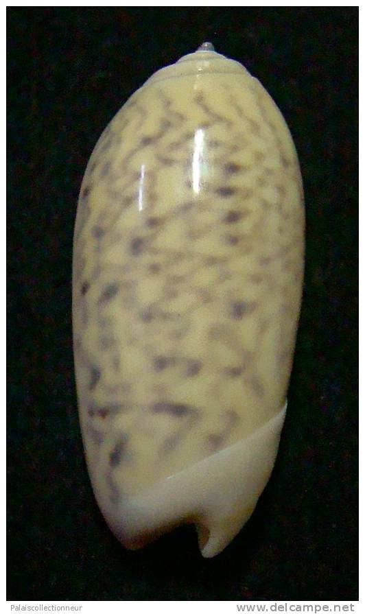 N°3113 // OLIVA  TIGRIDELLA  STELLATA " INDONESIE "  //  GEM :  28,7mm //  PEU COURANTE . - Conchas Y Caracoles