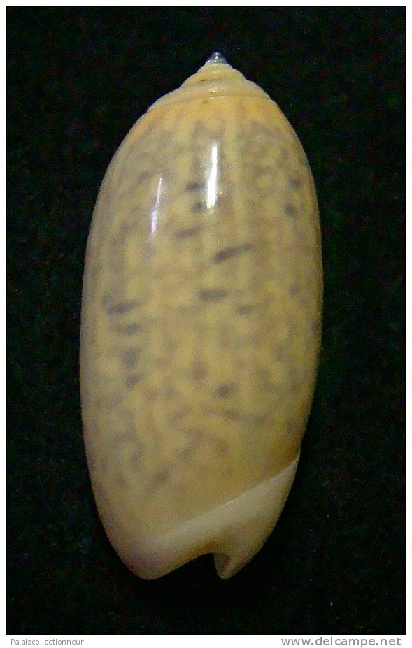 N°3114 // OLIVA  TIGRIDELLA  STELLATA  GOLDEN " INDONESIE "  //  GEM :  29mm //  PEU COURANTE . - Coquillages