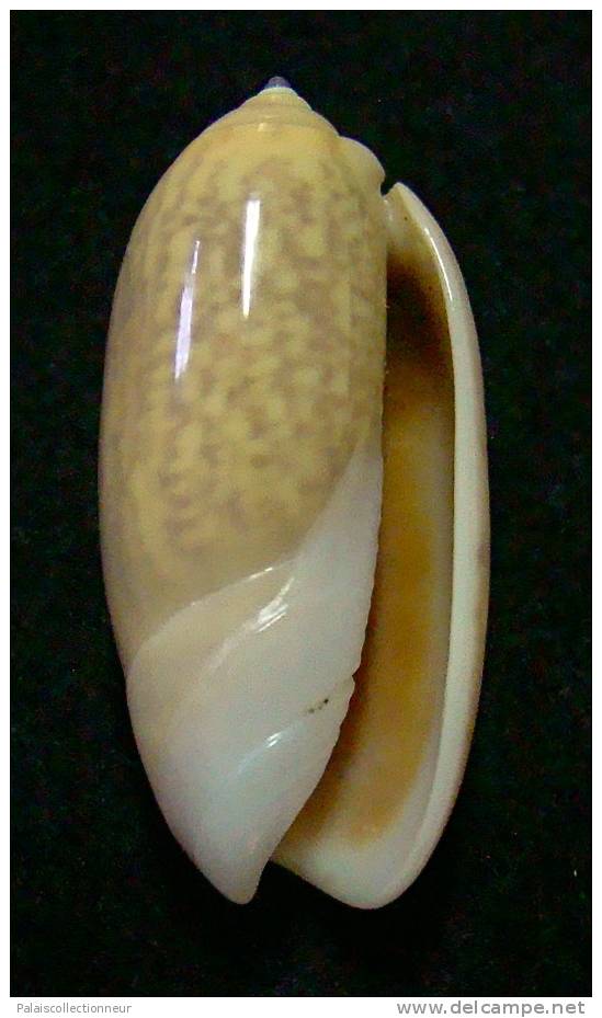 N°3114 // OLIVA  TIGRIDELLA  STELLATA  GOLDEN " INDONESIE "  //  GEM :  29mm //  PEU COURANTE . - Conchas Y Caracoles