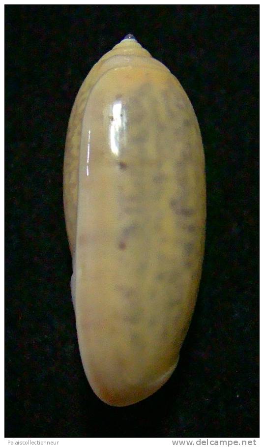 N°3114 // OLIVA  TIGRIDELLA  STELLATA  GOLDEN " INDONESIE "  //  GEM :  29mm //  PEU COURANTE . - Seashells & Snail-shells
