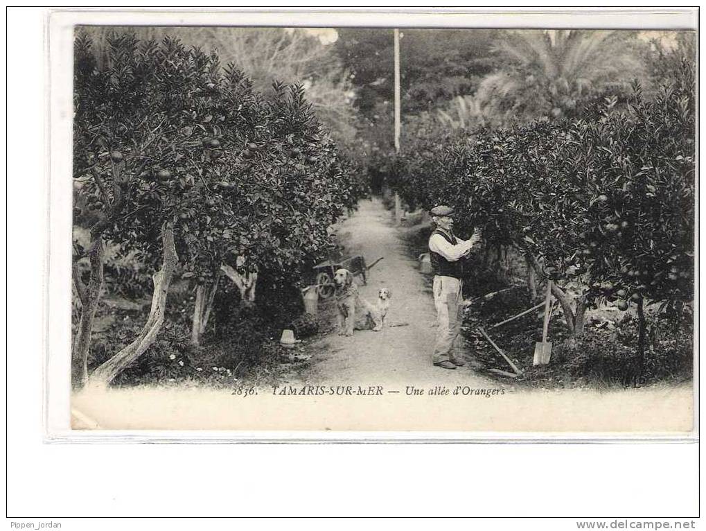 83 TAMARIS-SUR-MER * Une Allée D'Orangers * Belle CPA Animée - Tamaris