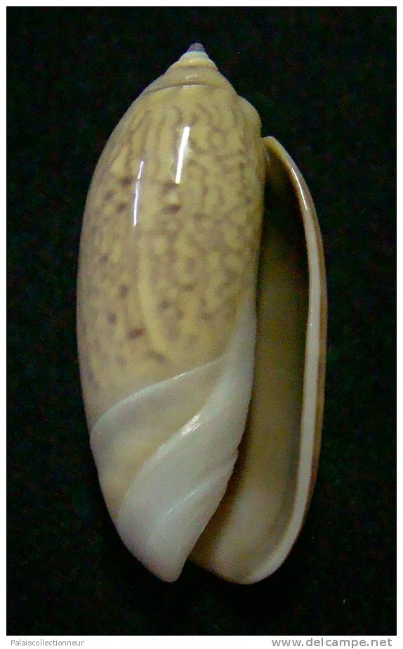 N°3115 // OLIVA  TIGRIDELLA  STELLATA  " INDONESIE "  //  GEM :  29,1mm //  PEU COURANTE . - Seashells & Snail-shells