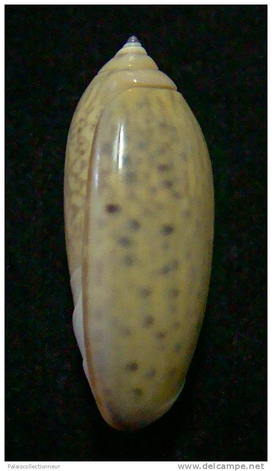 N°3115 // OLIVA  TIGRIDELLA  STELLATA  " INDONESIE "  //  GEM :  29,1mm //  PEU COURANTE . - Seashells & Snail-shells