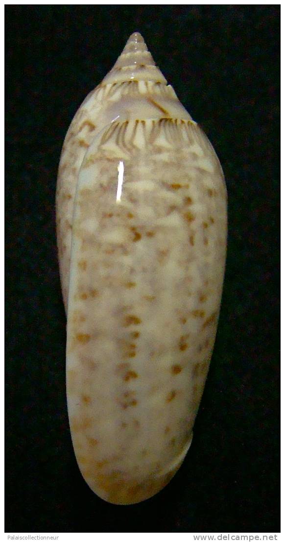 N°3117 // OLIVA  SPICATA  DEYNZERAE  " COSTA-RICA "  //  F+++ :  36,5mm //  ASSEZ RARE . - Seashells & Snail-shells