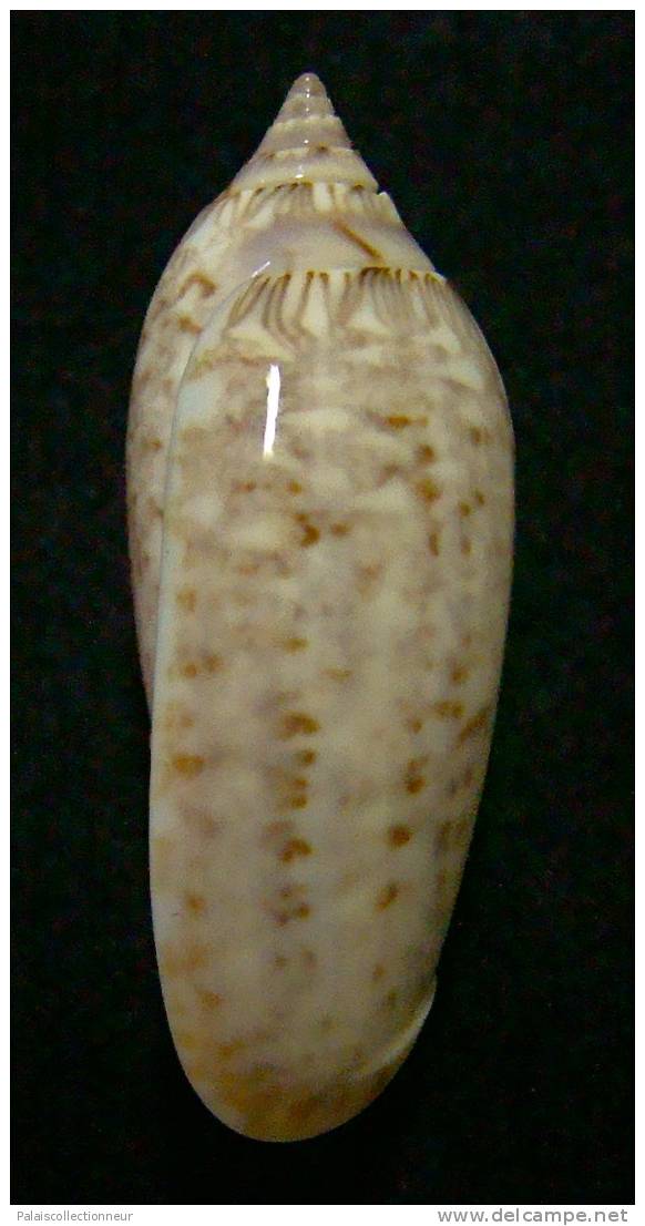 N°3117 // OLIVA  SPICATA  DEYNZERAE  " COSTA-RICA "  //  F+++ :  36,5mm //  ASSEZ RARE . - Coquillages