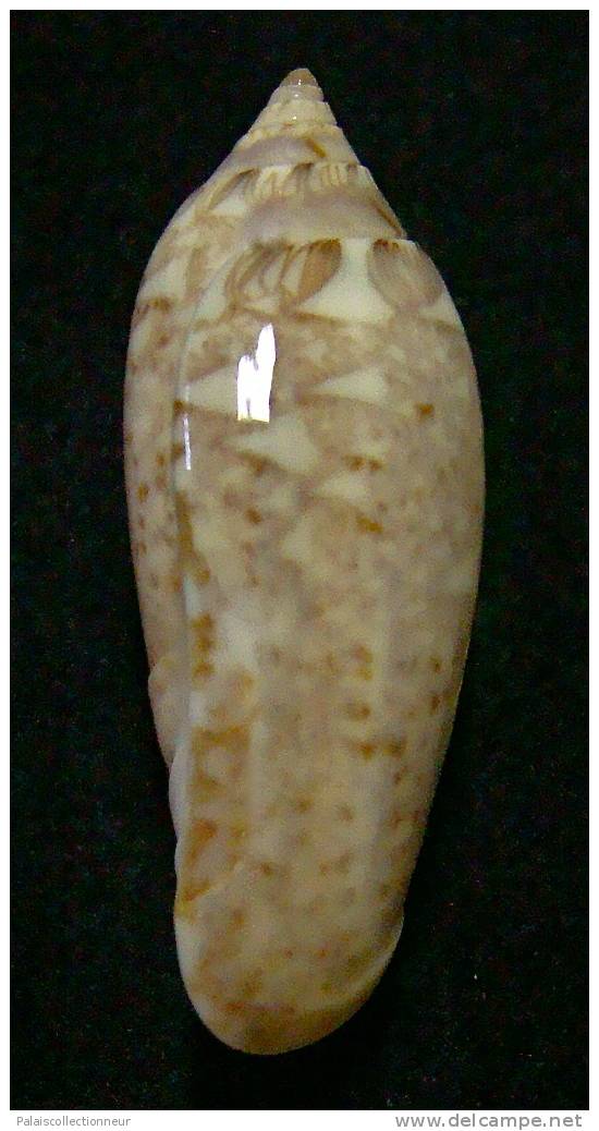 N°3118 // OLIVA  SPICATA  DEYNZERAE  " COSTA-RICA "  //  F+++ :  36,6mm //  ASSEZ RARE . - Conchiglie