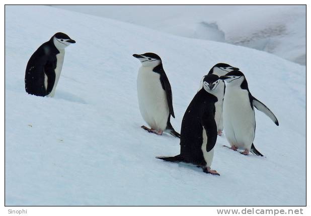 A63-51   @    Antarctica Polar Bird Penguins       , ( Postal Stationery , Articles Postaux ) - Pinguine