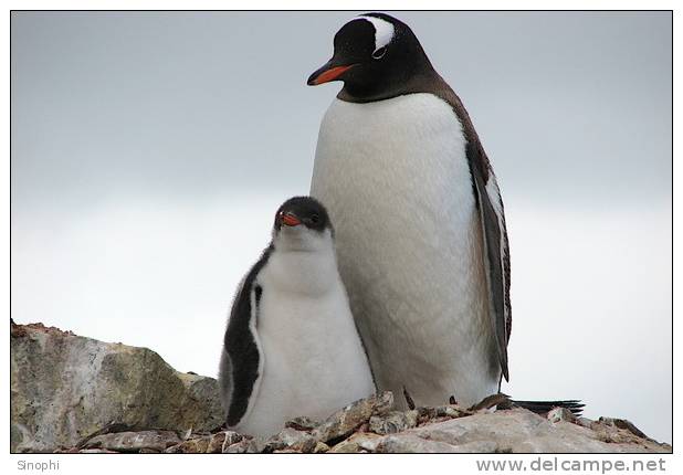 A63-52   @    Antarctica Polar Bird Penguins       , ( Postal Stationery , Articles Postaux ) - Pinguïns & Vetganzen