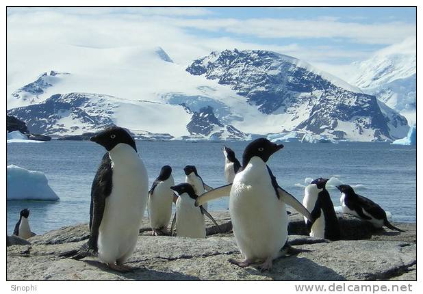 A63-53   @    Antarctica Polar Bird Penguins       , ( Postal Stationery , Articles Postaux ) - Pinguine