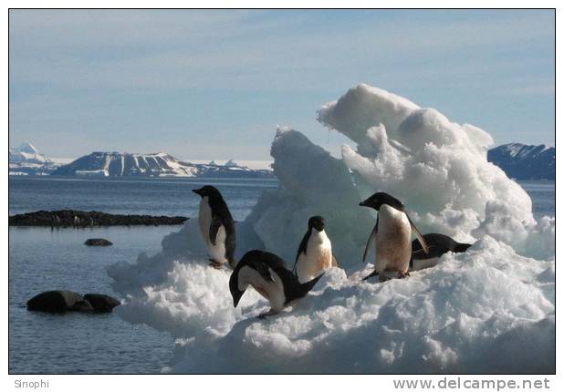 A63-54   @    Antarctica Polar Bird Penguins       , ( Postal Stationery , Articles Postaux ) - Pingouins & Manchots