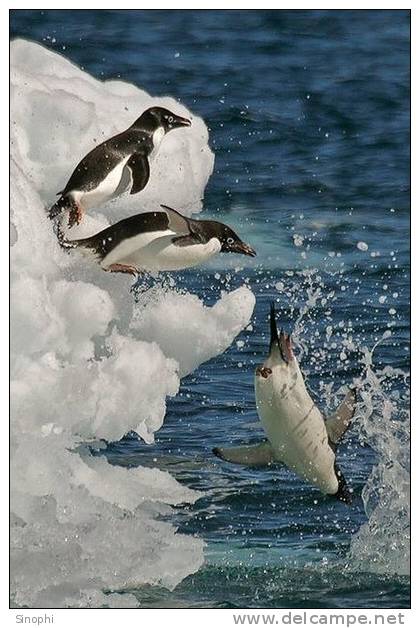 A63-56   @    Antarctica Polar Bird Penguins       , ( Postal Stationery , Articles Postaux ) - Pingouins & Manchots