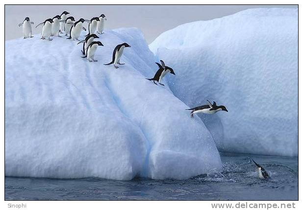 A63-61   @    Antarctica Polar Bird Penguins       , ( Postal Stationery , Articles Postaux ) - Pinguini