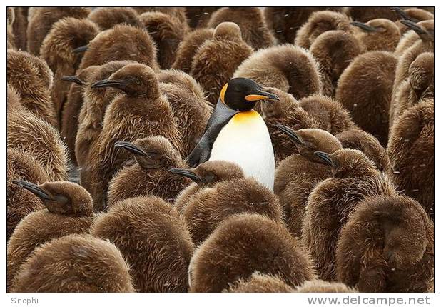 A63-62   @    Antarctica Polar Bird Penguins       , ( Postal Stationery , Articles Postaux ) - Pinguïns & Vetganzen