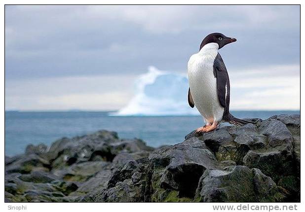 A63-64   @    Antarctica Polar Bird Penguins       , ( Postal Stationery , Articles Postaux ) - Pingouins & Manchots