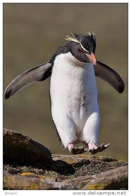 A63-65   @    Antarctica Polar Bird Penguins       , ( Postal Stationery , Articles Postaux ) - Pingouins & Manchots