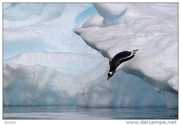 A63-66   @    Antarctica Polar Bird Penguins       , ( Postal Stationery , Articles Postaux ) - Penguins