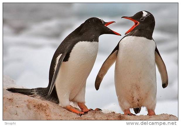 A63-72   @    Antarctica Polar Bird Penguins       , ( Postal Stationery , Articles Postaux ) - Penguins