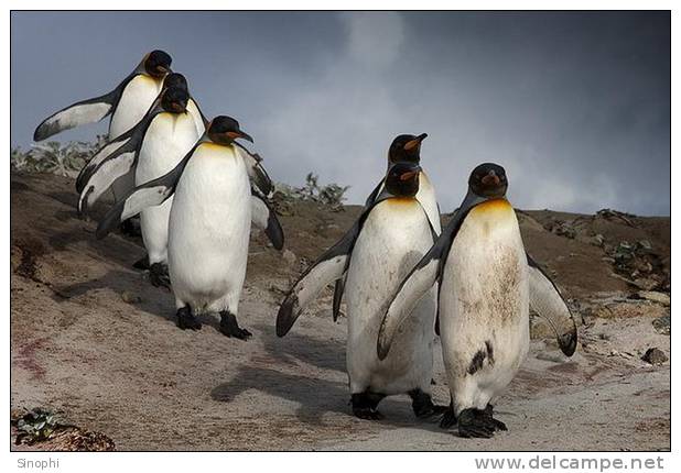 A63-73   @    Antarctica Polar Bird Penguins       , ( Postal Stationery , Articles Postaux ) - Pinguine