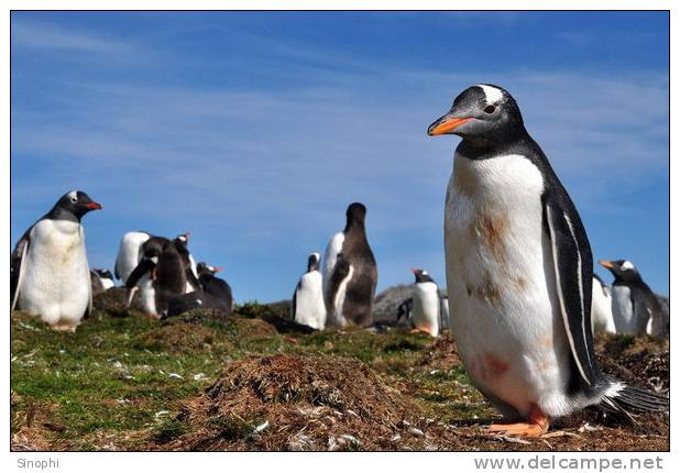 A63-74   @    Antarctica Polar Bird Penguins       , ( Postal Stationery , Articles Postaux ) - Pinguïns & Vetganzen